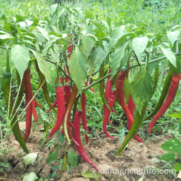 Redchili kering panjang untuk makanan bumbu guihzou cabai